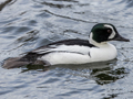 Common Goldeneye x Smew hybrid